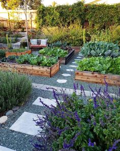 a garden filled with lots of different types of vegetables and plants in wooden boxes next to each other