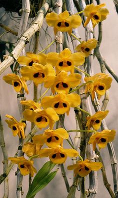 yellow flowers are blooming on the branches