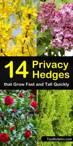 14 Privacy Hedges that Grow Fast and Tall Quickly Hedges Landscaping, Privacy Hedges, Privacy Hedge, Garden Hedges