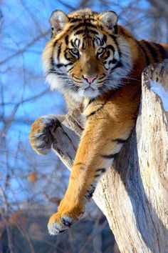 a tiger sitting on top of a tree branch next to a leafless forest filled with trees