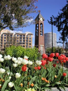 the flowers are blooming in front of the clock tower