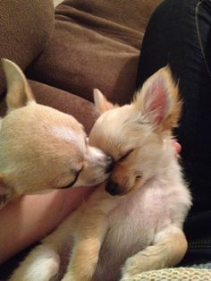 two small dogs are cuddling on someone's lap while they both have their noses close to each other