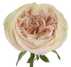 One of our perfect wedding roses. Soft peach-pink garden rose. Perfect for Vip weddings. Dutch Flowers, Wholesale Roses, Most Popular Flowers, Flower Guide, Popular Flowers, Flower Bucket, Florist Supplies, Garden Types