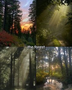 four different pictures of trees and water with the sun shining through them, in three different frames