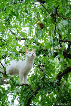 a white cat sitting on top of a tree branch with green leaves and fruit hanging from it's branches