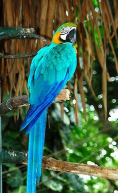 a blue and yellow parrot sitting on top of a tree branch