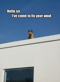 a dog that is sitting on top of a building and looking at the camera with caption hello sir i've come to fix your woot