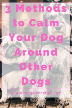 two dogs sitting next to each other with the words 3 method to calm your dog around other dogs