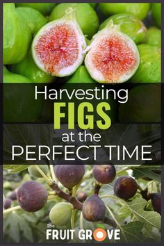 some figs are on the tree and one is in the foreground with text that reads harvesting figs at the perfect time