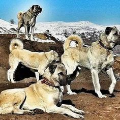 three dogs sitting on top of a rocky hill