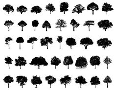 trees silhouettes on white background