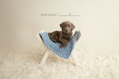 a brown puppy sitting on top of a blue blanket in a white chair with fluffy fur