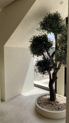 a bonsai tree in a circular planter on the floor next to a window