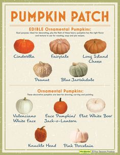 pumpkin patch poster with different types of pumpkins