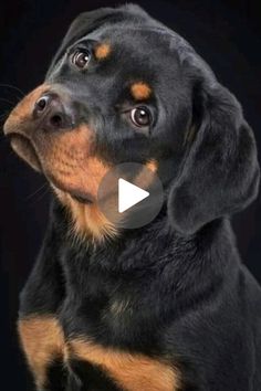 a black and brown dog looking up at something