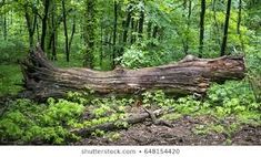 a fallen tree in the middle of a forest with lots of green leaves on it