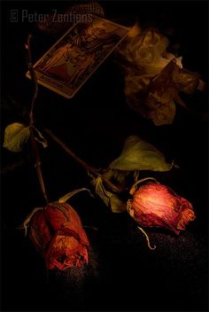 two red roses are sitting on the table next to a tarot card and playing cards