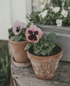 two potted pansies sitting on top of a wooden table next to each other