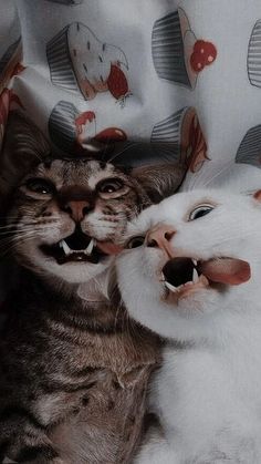 two cats are laying down with their mouths open