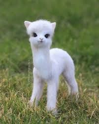 a small white kitten standing in the grass