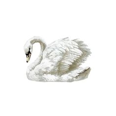 a white swan is floating in the water