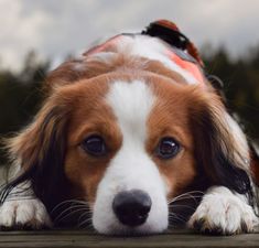 a brown and white dog laying on top of a wooden floor next to a forest