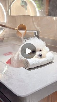 a small white dog sitting on top of a bathroom sink under a faucet