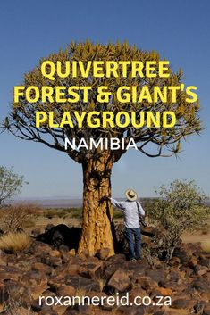 a man standing next to a tree with the words, quiverttree forest & giant's playground namibia