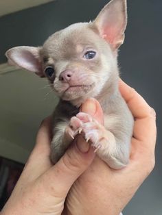 a person holding a small dog in their hand