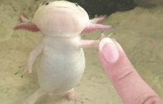 a small white gerbil being petted by someone's hand