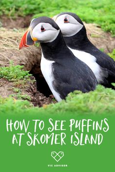 two black and white birds sitting in the grass with text overlay how to see puffins at skomer island