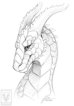 a pencil drawing of a dragon's head