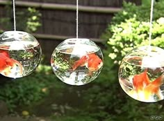 three goldfish in fish bowls hanging from a line with trees and bushes behind them