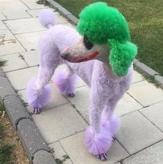 a white poodle with green and purple hair on it's head walking down the sidewalk