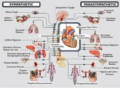 Disautonomia Symptoms Chronic Fatigue Symptoms, Increase Heart Rate, Parasympathetic Nervous System, Vagus Nerve, The Human Body, Chronic Fatigue