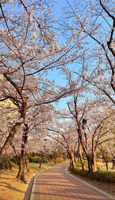 the road is lined with blossoming trees and flowers on both sides, as well as an empty sidewalk