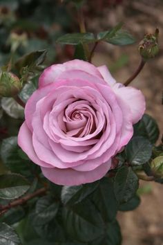 a pink rose is blooming in the garden