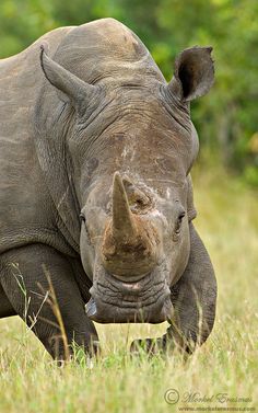 a rhinoceros is standing in the grass