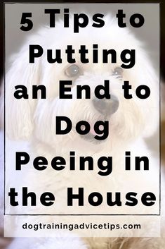 5 Tips to Putting an End to Dog Peeing in the House. #dogtrainingadvicetips #dogbehavior #dogtraining #dogobedience #dogtrainingtips #dogtips #dogpotty #dogs #dogtrainingbasic Dog Pee Smell, Dog Potty, Dog Potty Training, House Training Dogs