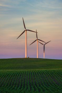 three windmills stand in the middle of a green field at sunset, with blue sky above