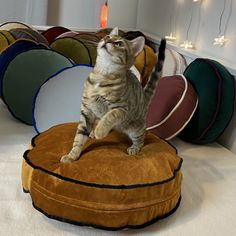 a cat standing on top of a round cushion in front of many pillows and lights