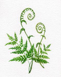 a drawing of some green plants on a white background