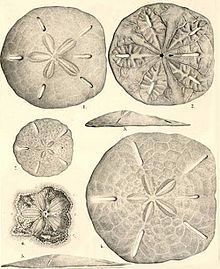 four different types of sand dollars are shown in this antique illustration from the early 20th century