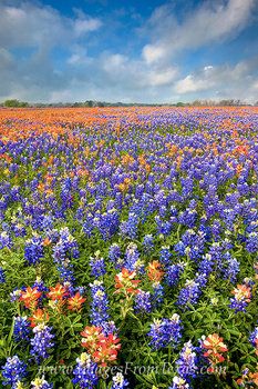 a field full of blue and orange flowers under a cloudy sky with clouds in the background