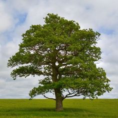 a large green tree standing in the middle of a lush green field with blue sky and clouds