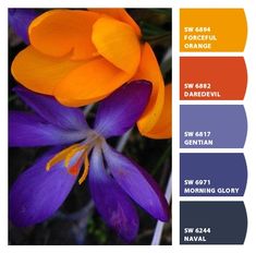 an orange and purple flower is in the middle of color swatches for this image