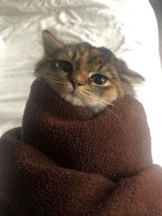 a cat is wrapped in a blanket on top of a bed and staring at the camera