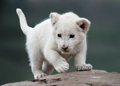 a small white tiger cub standing on top of a rock looking at the camera with one paw in the air