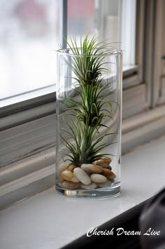 an air plant in a glass vase on a window sill with rocks and pebbles