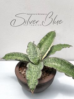 a green plant sitting in a pot on top of a table